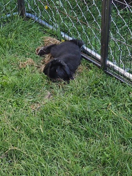Mini Lop Bunny Boy Carousel 2