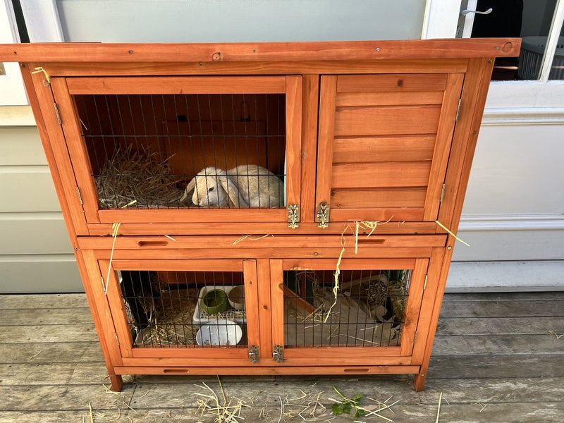 Minilop bunny and hutch Carousel 3