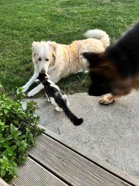Great family border collie Carousel 5