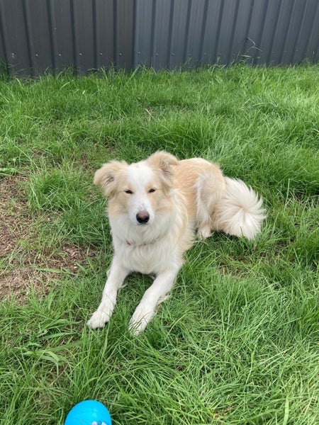 Great family border collie Carousel 1