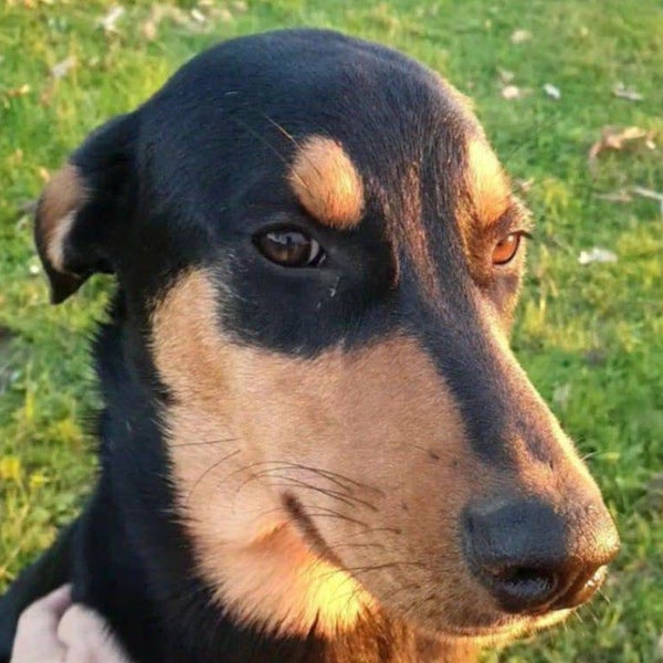 Sadie - Huntaway X - BOI Animal Rescue Trust Carousel 2