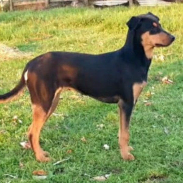 Sadie - Huntaway X - BOI Animal Rescue Trust Carousel 1