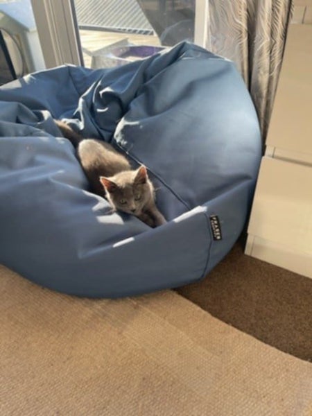 THE STREET CAT PROJECT - MARMITE & SCOOBY - AVAILABLE FOR ADOPTION Carousel 2