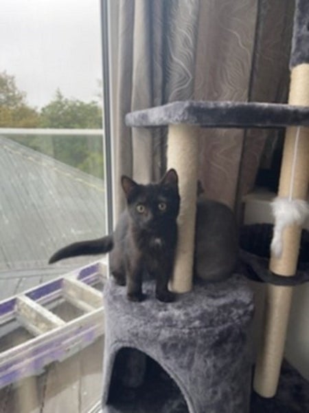 THE STREET CAT PROJECT - MARMITE & SCOOBY - AVAILABLE FOR ADOPTION Carousel 1