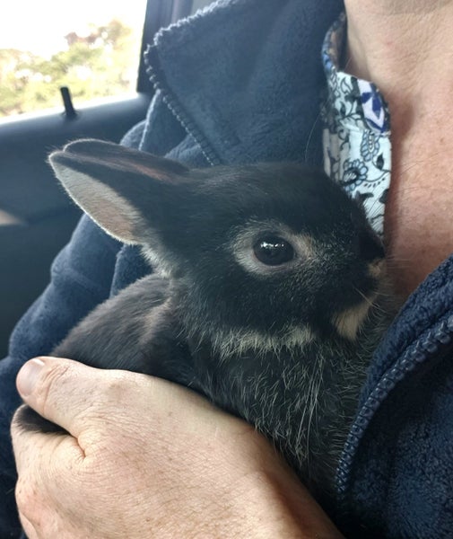 Baby Netherland Dwarf rabbits, pick up Helensville. Ready 26 May Carousel 1
