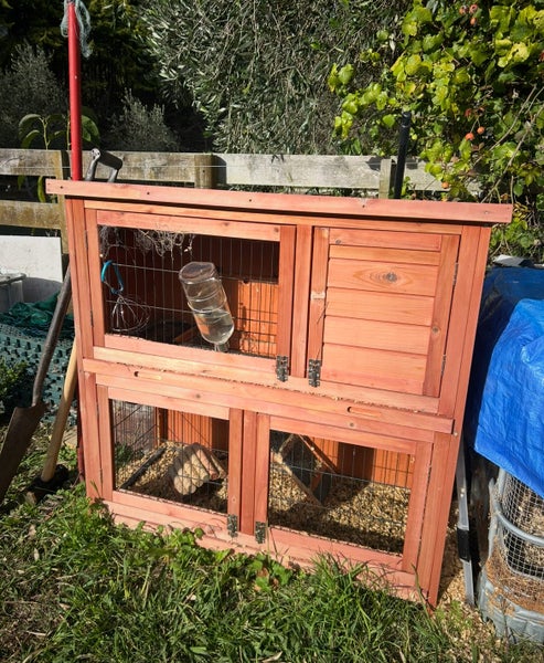 Guinea Pigs Carousel 2