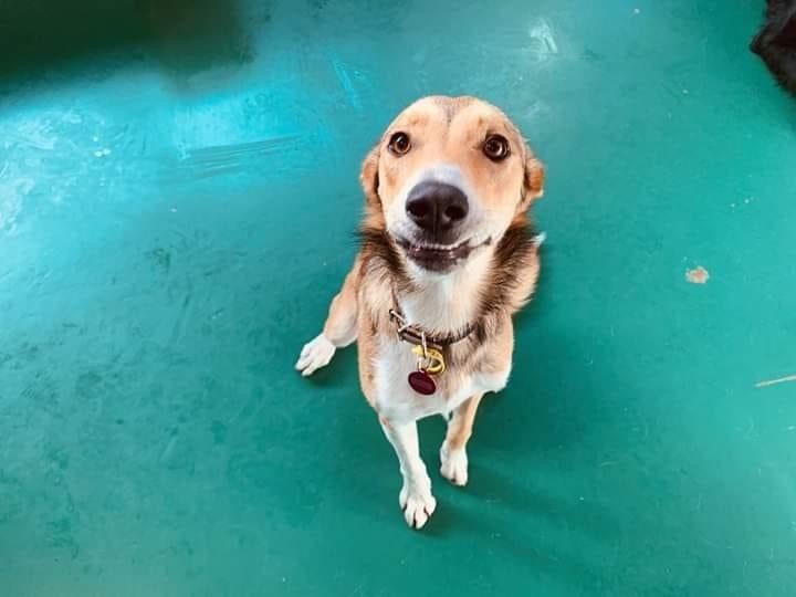 "Honey" - Georgeous and friendly dog Carousel 2