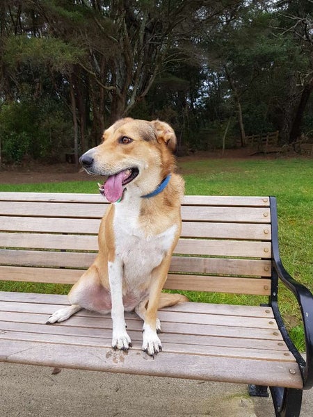 "Honey" - Georgeous and friendly dog Carousel 3