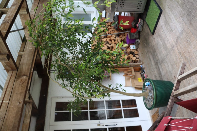 pot plant in door out door62863852289281114