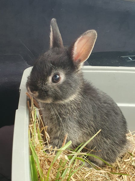 Baby Netherland Dwarf rabbits, pick up Helensville. Ready 26 May Carousel 1