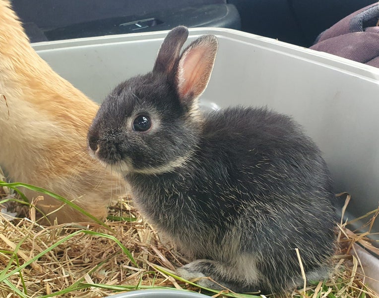 Baby Netherland Dwarf rabbits, pick up Helensville. Ready 26 May Carousel 12