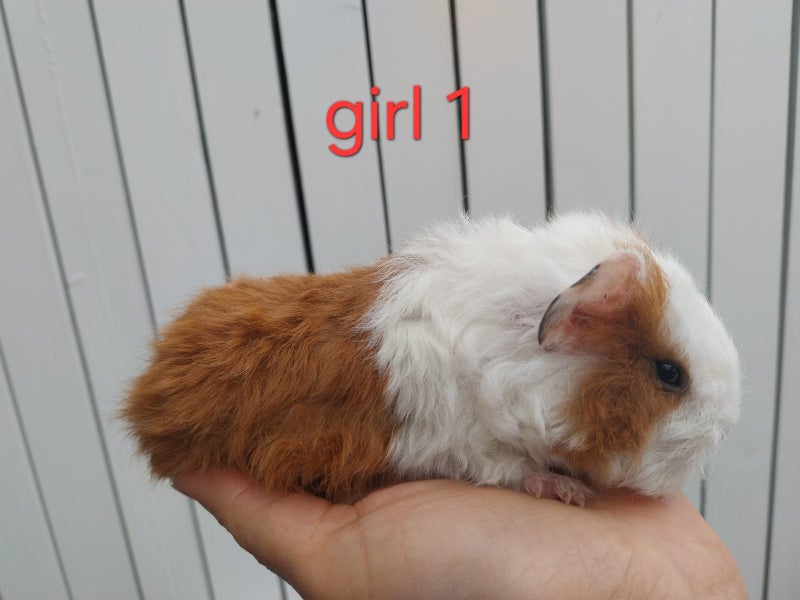 4 Adorable Baby Guinea Pigs (2 Boys, 2 Girls) Carousel 1
