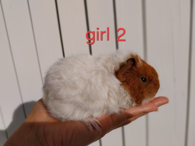 4 Adorable Baby Guinea Pigs (2 Boys, 2 Girls) Carousel 2
