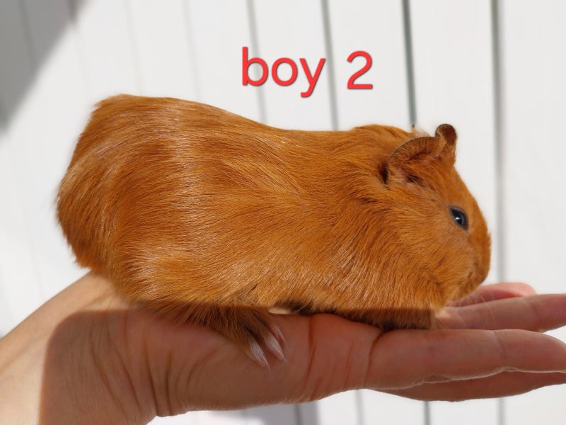 4 Adorable Baby Guinea Pigs (2 Boys, 2 Girls) Carousel 4