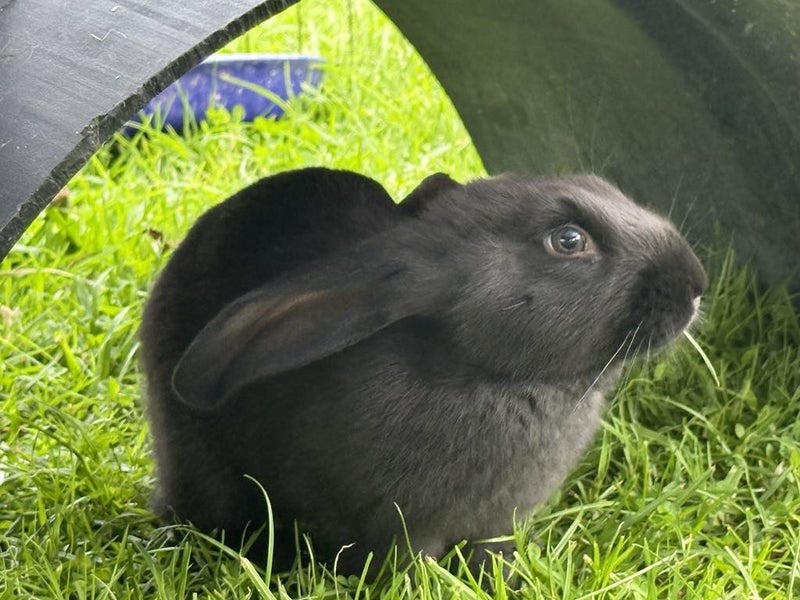 Flemish Giant Rabbits Carousel 7