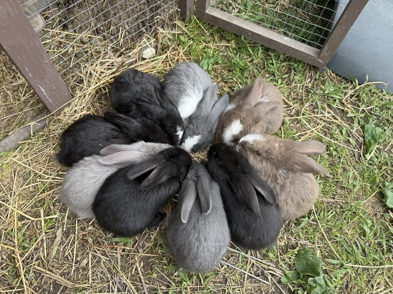 Flemish Giant Rabbits Carousel 1