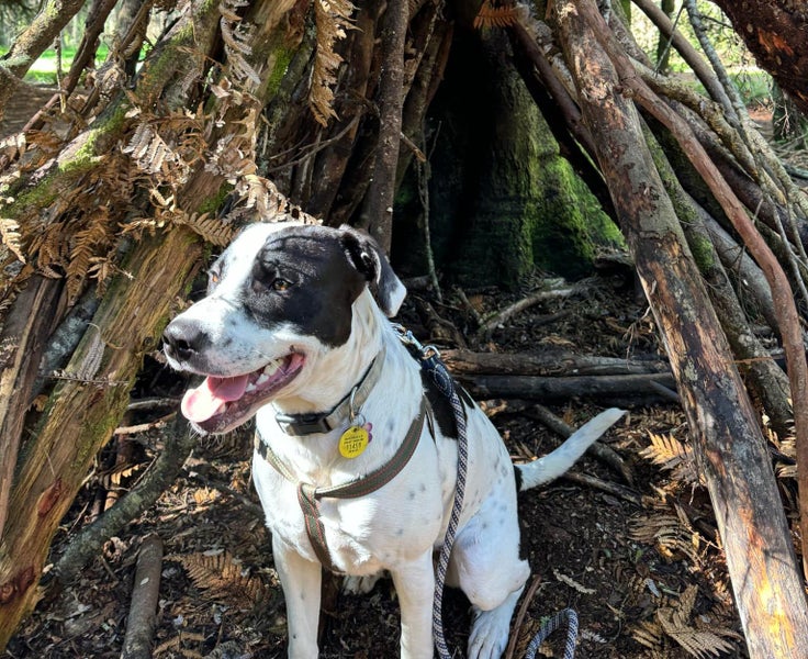 Free rehoming Carousel 1