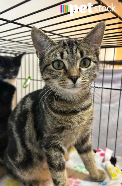 LONELY MIAOW KITTEN - PENNY Carousel 1