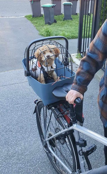 Dog basket for bike with 2 mounts and cage cover Carousel 1