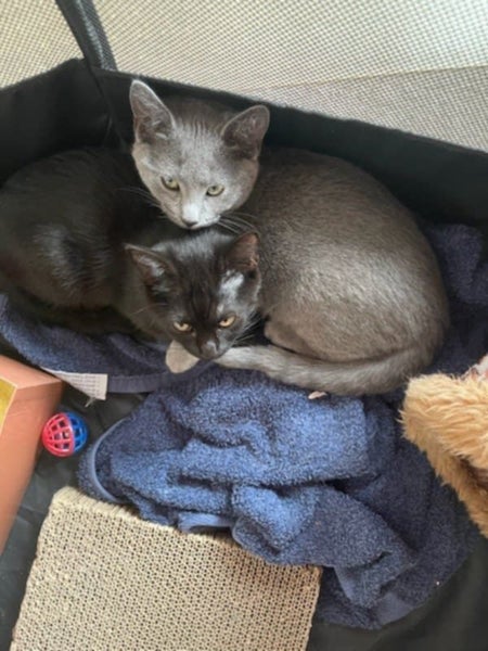 THE STREET CAT PROJECT - MARMITE & SCOOBY - AVAILABLE FOR ADOPTION Carousel 1