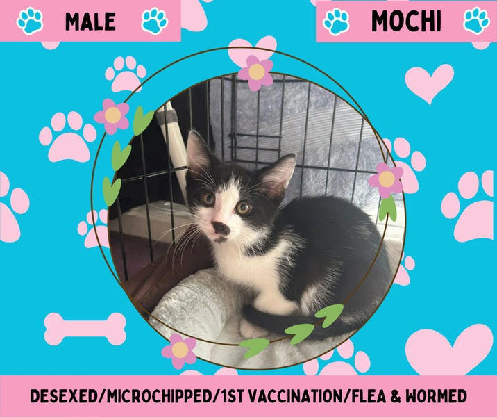 Mochi- 10 weeks old Carousel 1