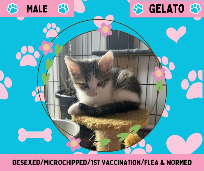 Gelato- 10 weeks old Carousel 1