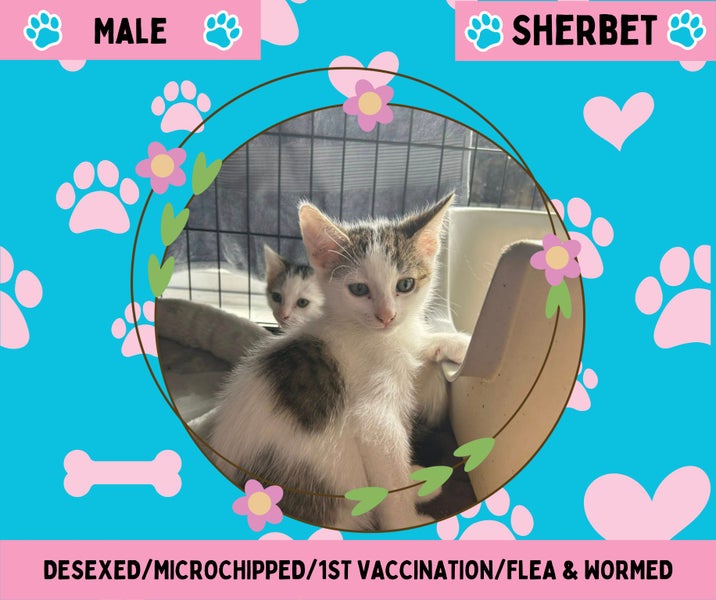 Sherbet- 10 weeks old Carousel 1