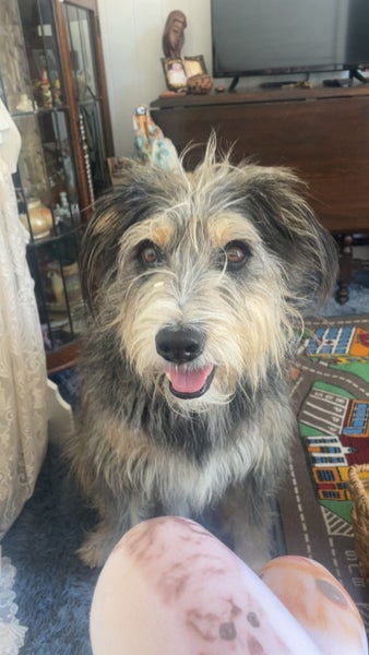 sweet soul in need of a home Carousel 1