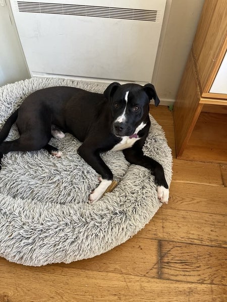 Sox - Urgent Rehome by 24 May, Good with Other Dogs and Children Carousel 1