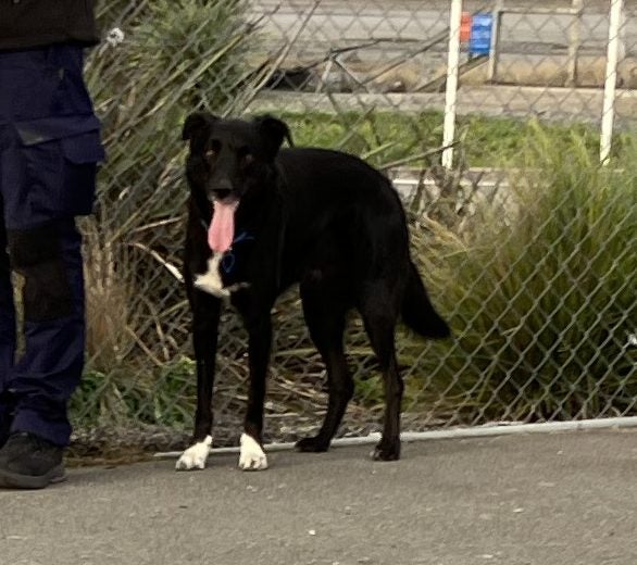 Tasman Pound Dog Jackie is looking for a home Carousel 2