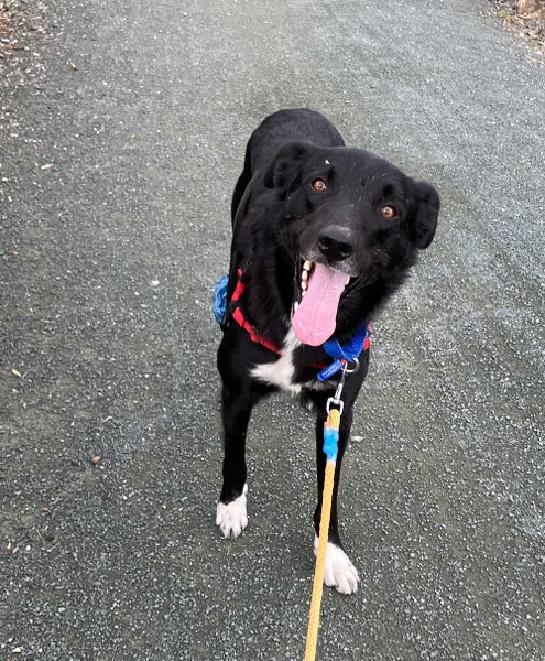 Tasman Pound Dog Jackie is looking for a home Carousel 1