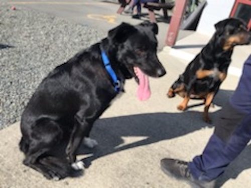 Tasman Pound Dog Jackie is looking for a home Carousel 10