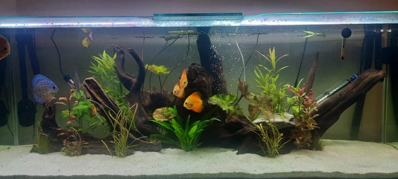 600L Fish tank & FX6 setup Carousel 2