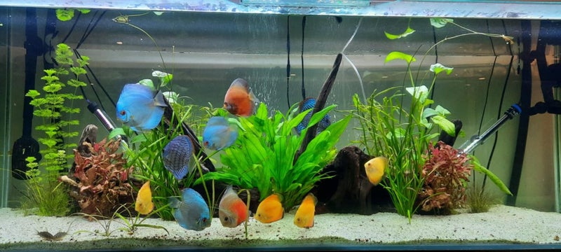 600L Fish tank & FX6 setup Carousel 1