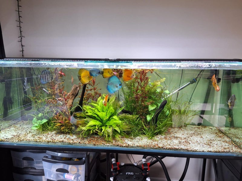 600L Fish tank & FX6 setup Carousel 4