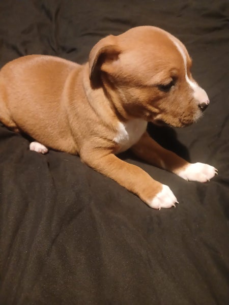 Purebred English staffordshire bull terrier puppies62863237177858113