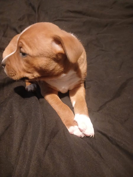 Purebred English staffordshire bull terrier puppies62863237177858114