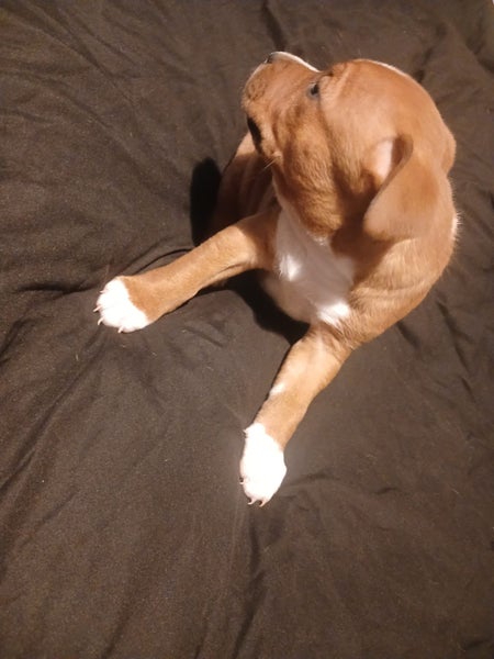Purebred English staffordshire bull terrier puppies62863237177858112