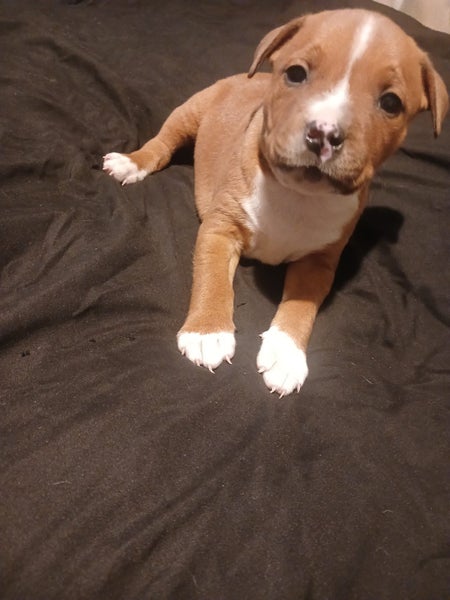 Purebred English staffordshire bull terrier puppies62863237177858111