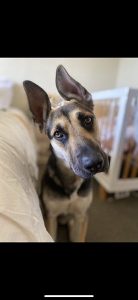 Beautiful German Shep cross Huntaway Carousel 1