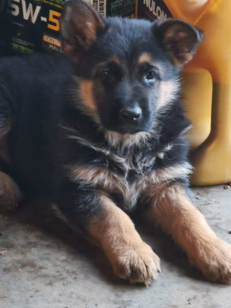 German Shepherd Puppies Carousel 1