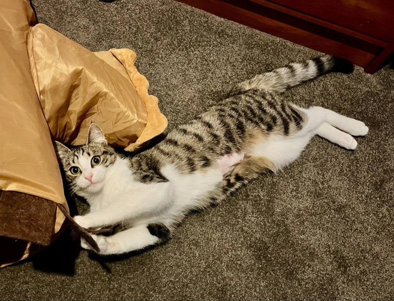 Rescue kitten Sandy Carousel 1