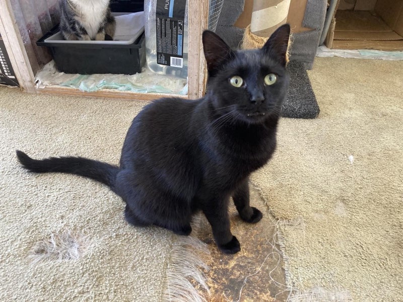 Brave Paws Cat Rescue - Cats - The Blues Brothers Carousel 2