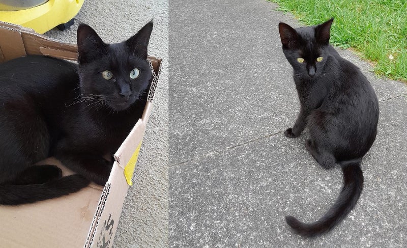 Brave Paws Cat Rescue - Cats - The Blues Brothers Carousel 1