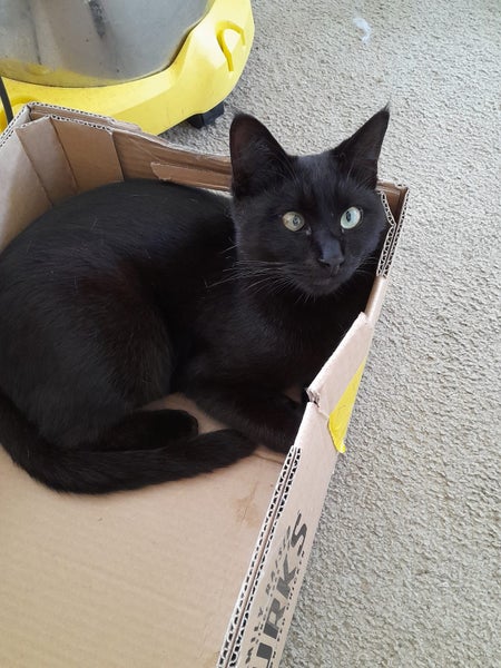 Brave Paws Cat Rescue - Cats - The Blues Brothers Carousel 11