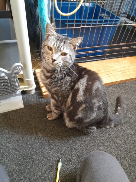 Brave Paws Cat Rescue - Cat - Sylvie Carousel 2