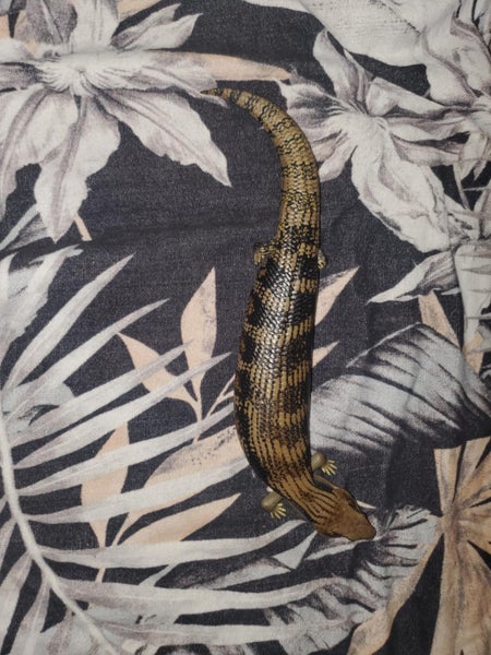 Blue tounge lizard enclosure and equipment Carousel 14