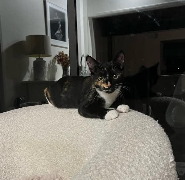 Rescue kitten blossom Carousel 2