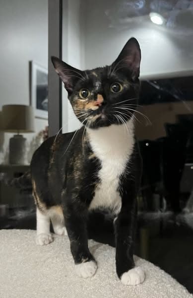 Rescue kitten blossom Carousel 1