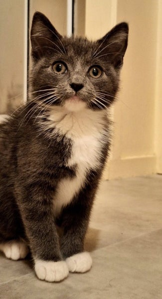 2 Rescue Kittens Bean & Opal Carousel 1